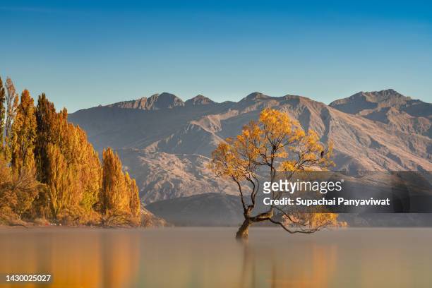 wanaka tree with smooth refletion lake in the sunrise time, famous destination for traveler in wanaka, long exposure shot, new zealand - lagoon willow stock pictures, royalty-free photos & images