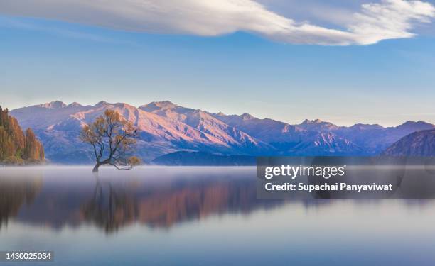 panorama view of wanaka tree with smooth refletion lake in the morning, famous destination for traveler in wanaka, long exposure shot, new zealand - wanaka stockfoto's en -beelden