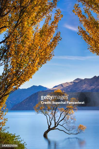 wanaka tree in autumn season, famous destination for traveler in wanaka, long exposure shot, new zealand - lagoon willow stock pictures, royalty-free photos & images
