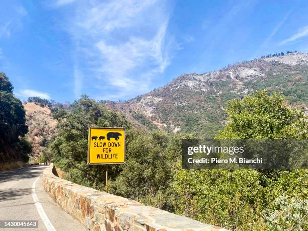 sequoia national park - sequoia national park 個照片及圖片檔