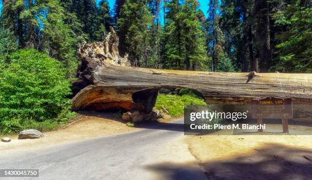 sequoia national park - giant sequoia stock-fotos und bilder