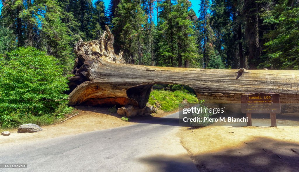 Sequoia National Park