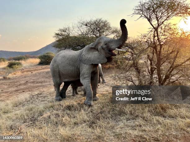 wild elephant feeding on photo safari - wildlife refuge stock pictures, royalty-free photos & images