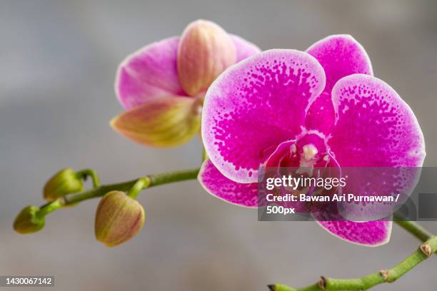 a flower of the moth orchid or moon orchid type,which is purple in colour with dark spots,yogyakarta,di yogyakarta,indonesia - moth orchid ストックフォトと画像