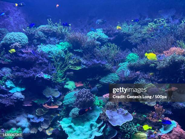 close-up of fishes swimming in sea,orange county,florida,united states,usa - corallo molle foto e immagini stock