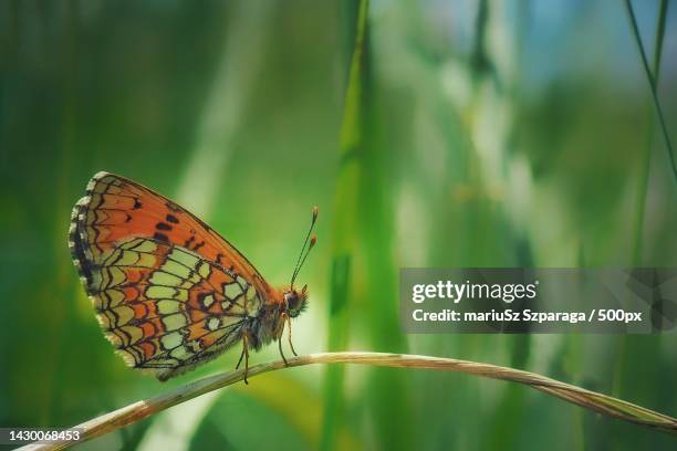 close-up of butterfly on plant - papillon fritillaire photos et images de collection