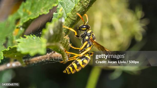 close-up of insect on plant,bucharest,romania - wespe stock-fotos und bilder