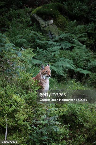 portrait of cat standing on grassy field - luchs stock-fotos und bilder