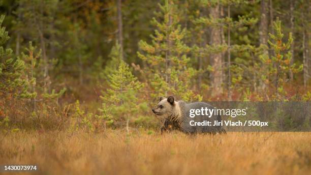 wildlife in finland bears,wolverine and birds - bear cub stock-fotos und bilder