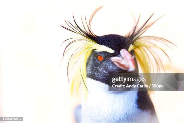 close-up of penguin,bristol,united kingdom,uk - rockhopper penguin stock pictures, royalty-free photos & images