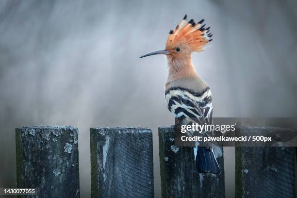 close-up of hoopoe perching on wooden post - hoopoe fotografías e imágenes de stock