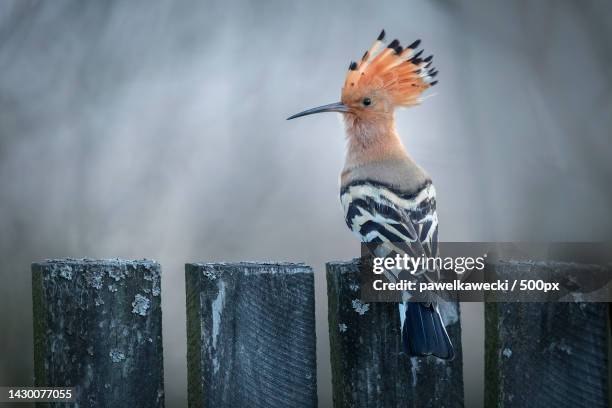 close-up of hoopoe perching on wooden post - hoopoe stock pictures, royalty-free photos & images
