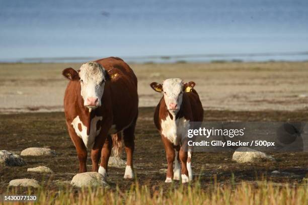 two cows on the field - hereford stock-fotos und bilder