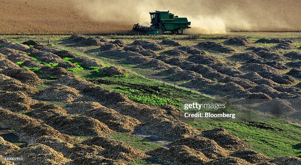 South America Soybean Forecast Cut Anew by Oil World on Drought