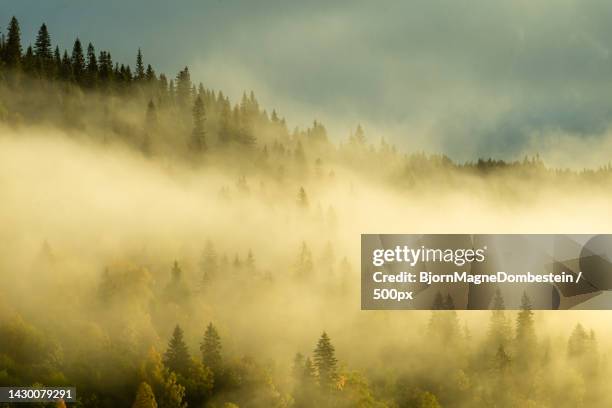 Selfors Photos and Premium High Res Pictures Getty Images