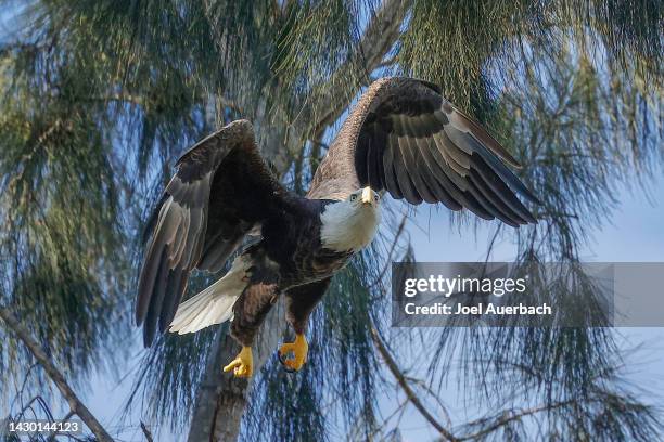 aquile calve americane - eagle nest foto e immagini stock