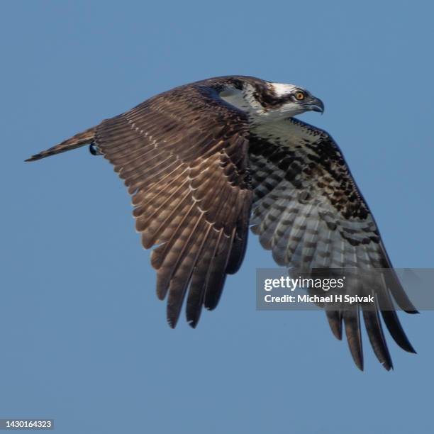 osprey - fischadler stock-fotos und bilder