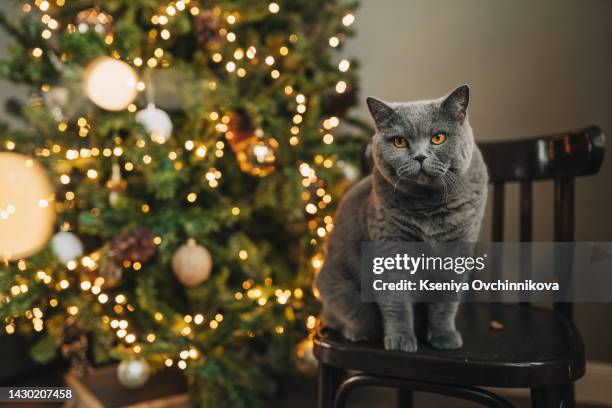 cat and christmas lights. scottish straight - frowning cat stock pictures, royalty-free photos & images