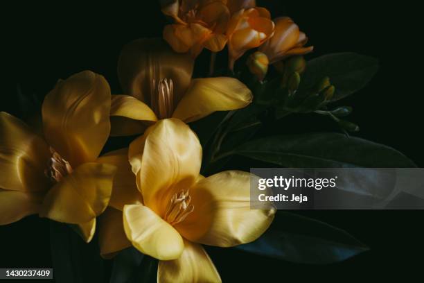 yellow tulips on dark background - dark floral stockfoto's en -beelden