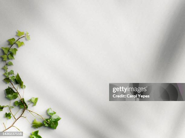 background.white surface with ivy branches casting shadows. - leaves white background stock-fotos und bilder