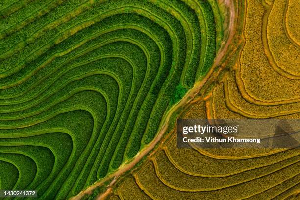 aerial view of rice field at vietnam - rice terrace 個照片及圖片檔