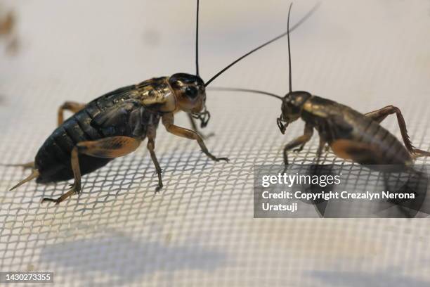 two cricket insects in the cage on the top of net - cricket insect photos stock pictures, royalty-free photos & images