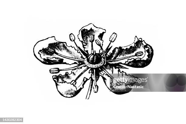 route graveolens - ruta graveolens stock illustrations