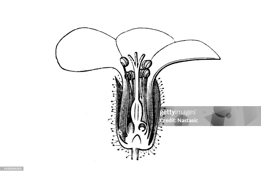 Geranium (Pelargonium graveolens)