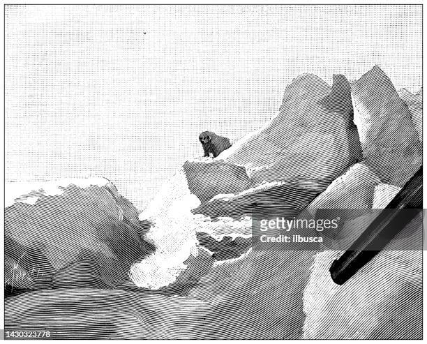 antique illustration: fridtjof nansen north pole expedition, bear from hunter point of view - ice berg stock illustrations