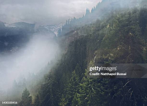 mystery forest in misty mountain, murren, switzerland - bernese alps stock pictures, royalty-free photos & images