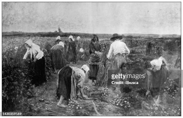 antique illustration: the harvest of the carnations, jules breton - poppy seed stock illustrations
