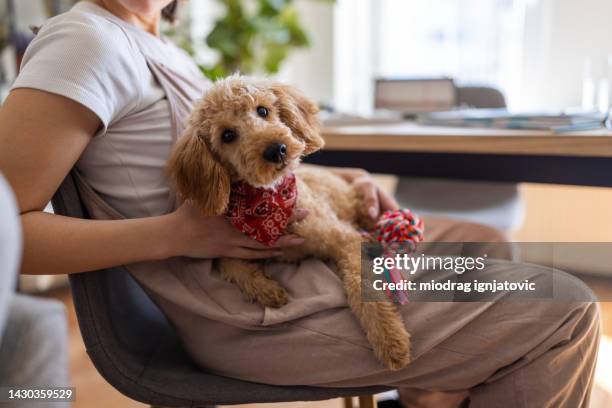 miniature red poodle in it's owner's lap - pure bred dog stock pictures, royalty-free photos & images