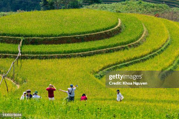 view of tourists and local people in golden rice terraces at mu cang chai town near sapa city, north of vietnam. travel and landscape concept. - terraced field stockfoto's en -beelden