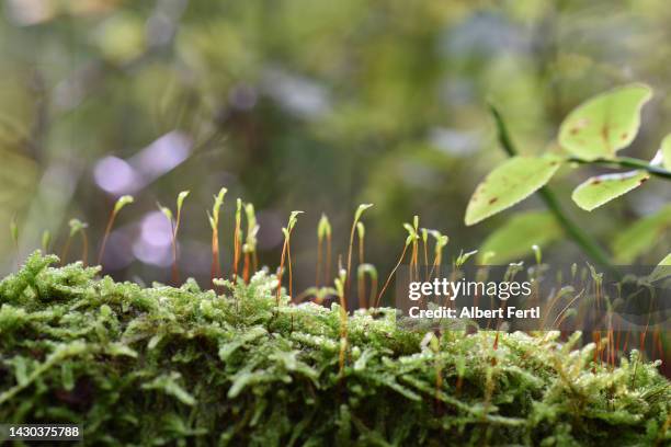 Albert Fall Photos and Premium High Res Pictures - Getty Images