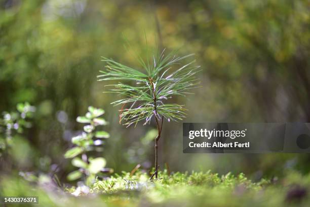 sapling - forest floor ストックフォトと画像