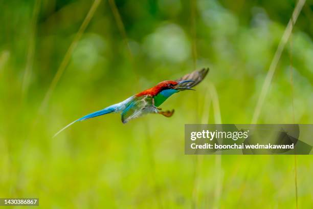 blue-throated bee-eater (merops viridis) flying action in mating mode with nature background. - merops viridis viridis stock pictures, royalty-free photos & images