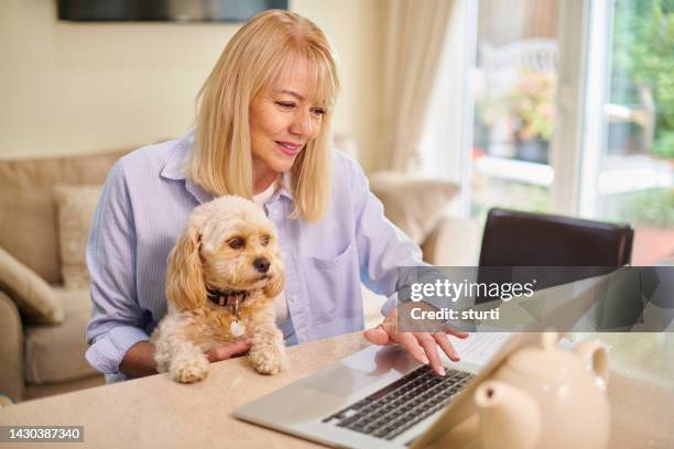 pet insurance search - pet insurance stock pictures, royalty-free photos & images