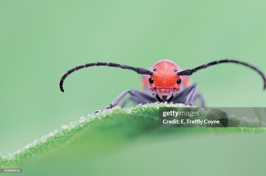 Close up of Bug