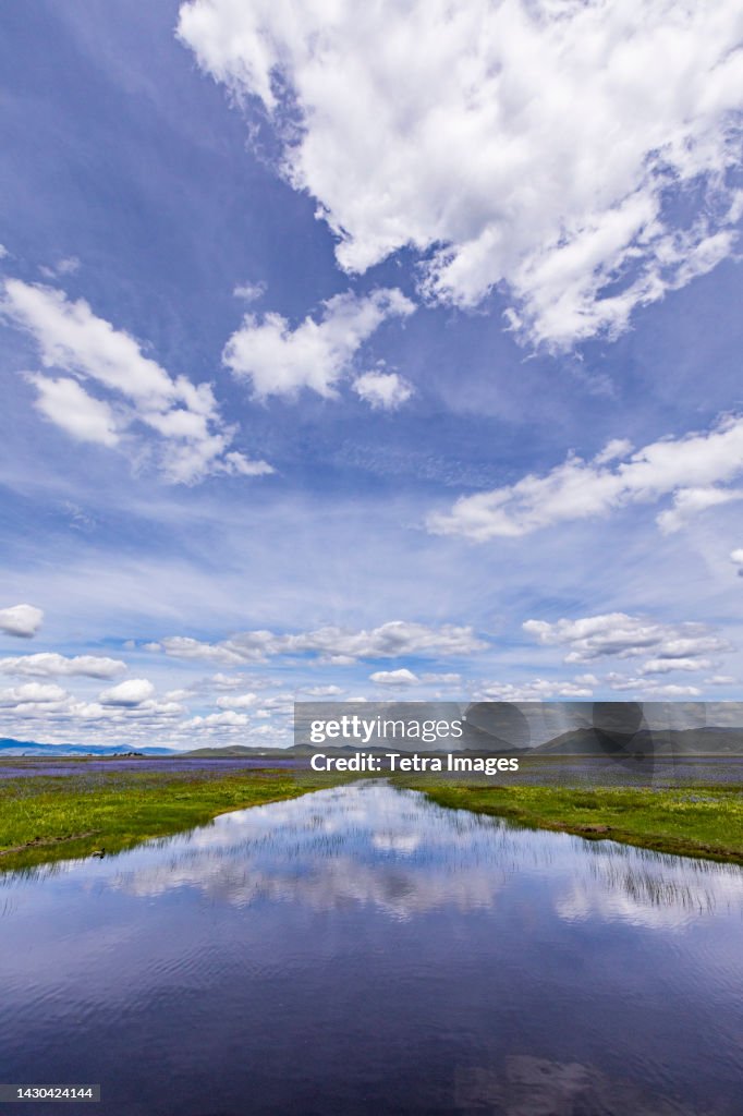 Usa, Idaho, Fairfield, River and Camas lilies bloom in spring