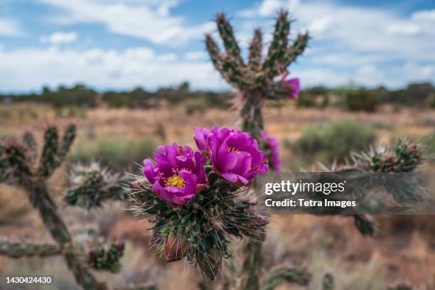 usa, new mexico, santa fe, close-up of looming cholla cactus in desert - santa fe stockfoto's en -beelden