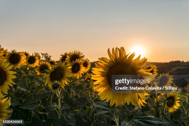 close-up of sunflower on field against sky,guiglia,province of modena,italy - guiglia stock pictures, royalty-free photos & images