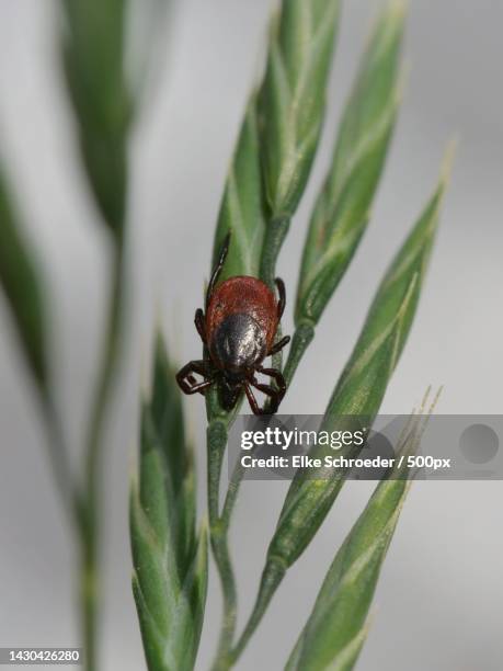 close-up of ladybug on plant - zecca bruna del cane foto e immagini stock