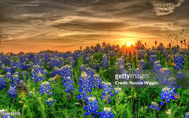 texas bluebonnets in field - texas bluebonnets stock pictures, royalty-free photos & images