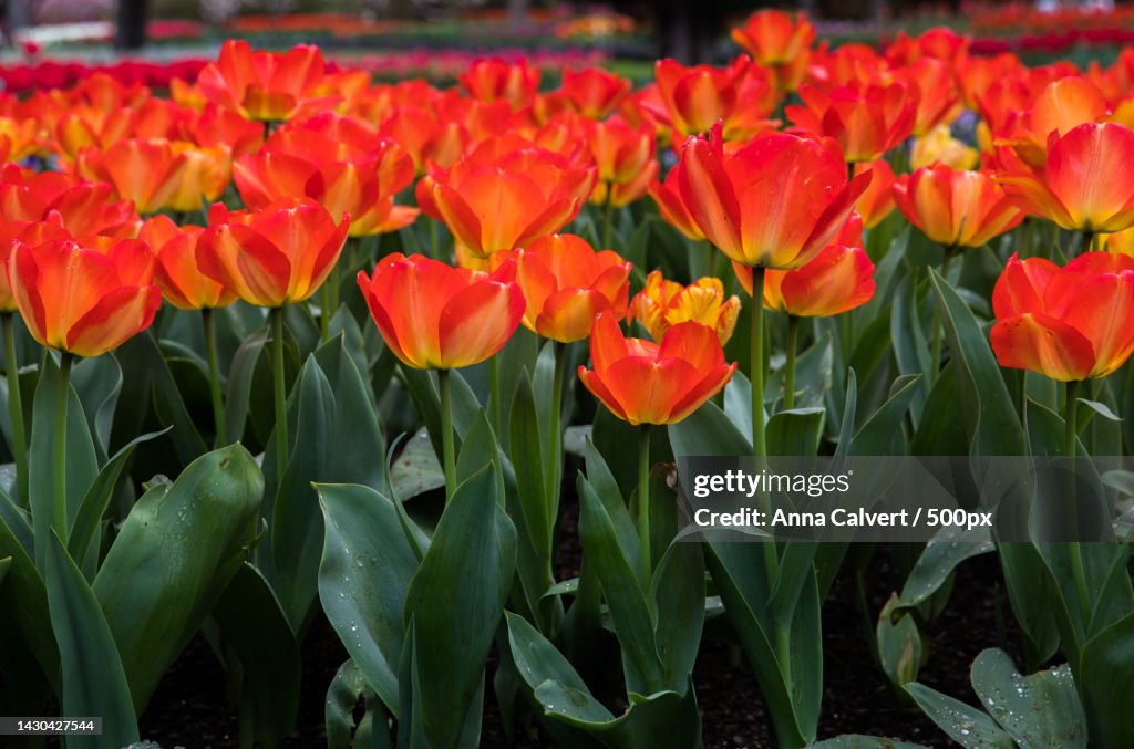 Close-up of red tulips in field,Canberra,Australian Capital Territory,Australia