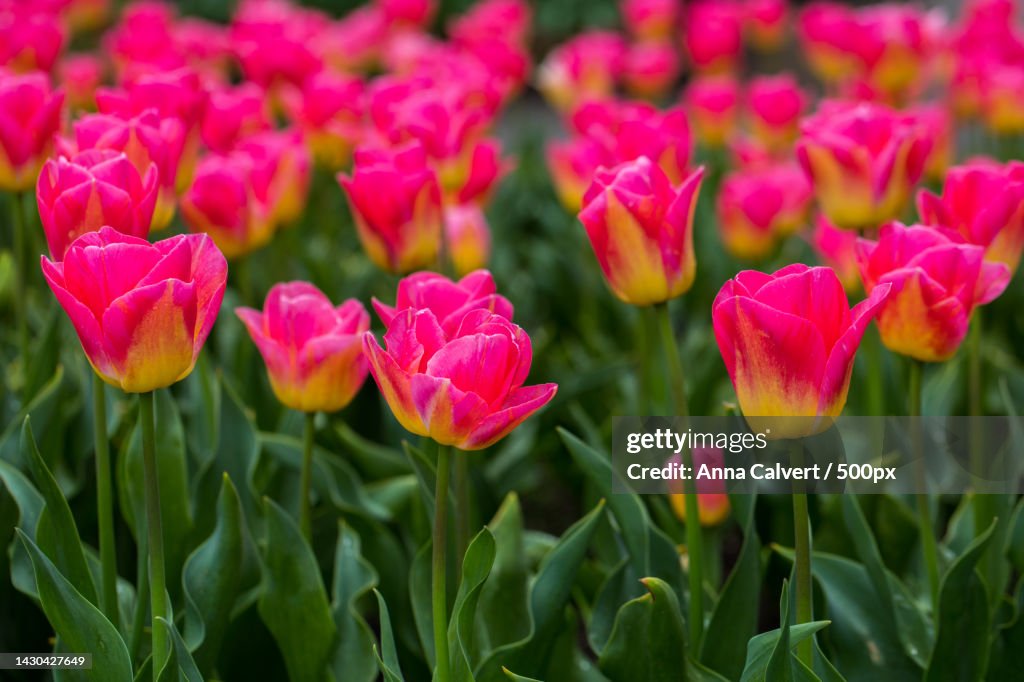 Close-up of pink tulips on field,Canberra,Australian Capital Territory,Australia