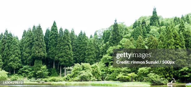 scenic view of lake against clear sky - 森 stock-fotos und bilder