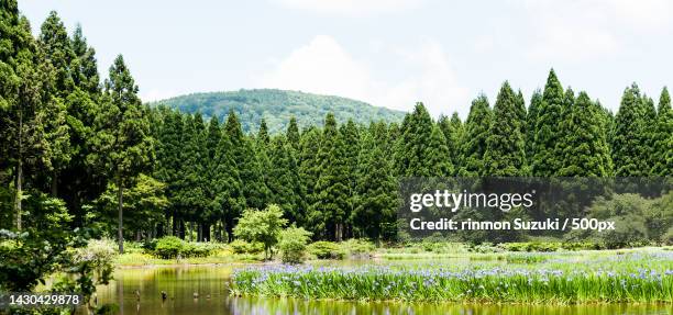 scenic view of lake by trees against sky - 森 stock pictures, royalty-free photos & images