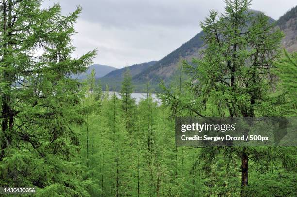 Tigo Rusha Russia Boreal Forest Photos and Premium High Res Pictures - Getty Images