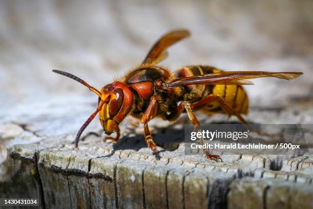 close-up of insect on wood,altach,austria - hornets stock pictures, royalty-free photos & images