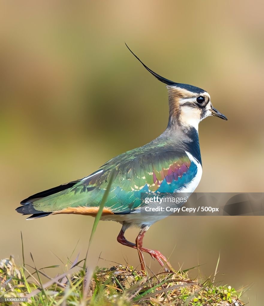 Close-up of plover perching on field